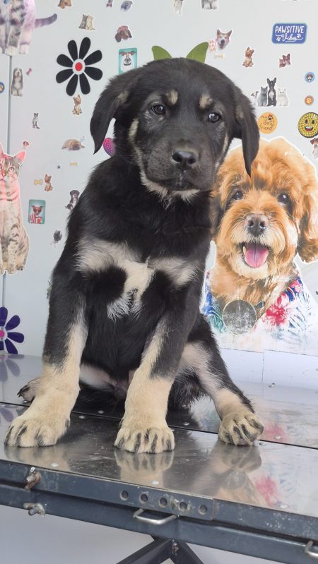 Cane Corso Molosser Mix Paul