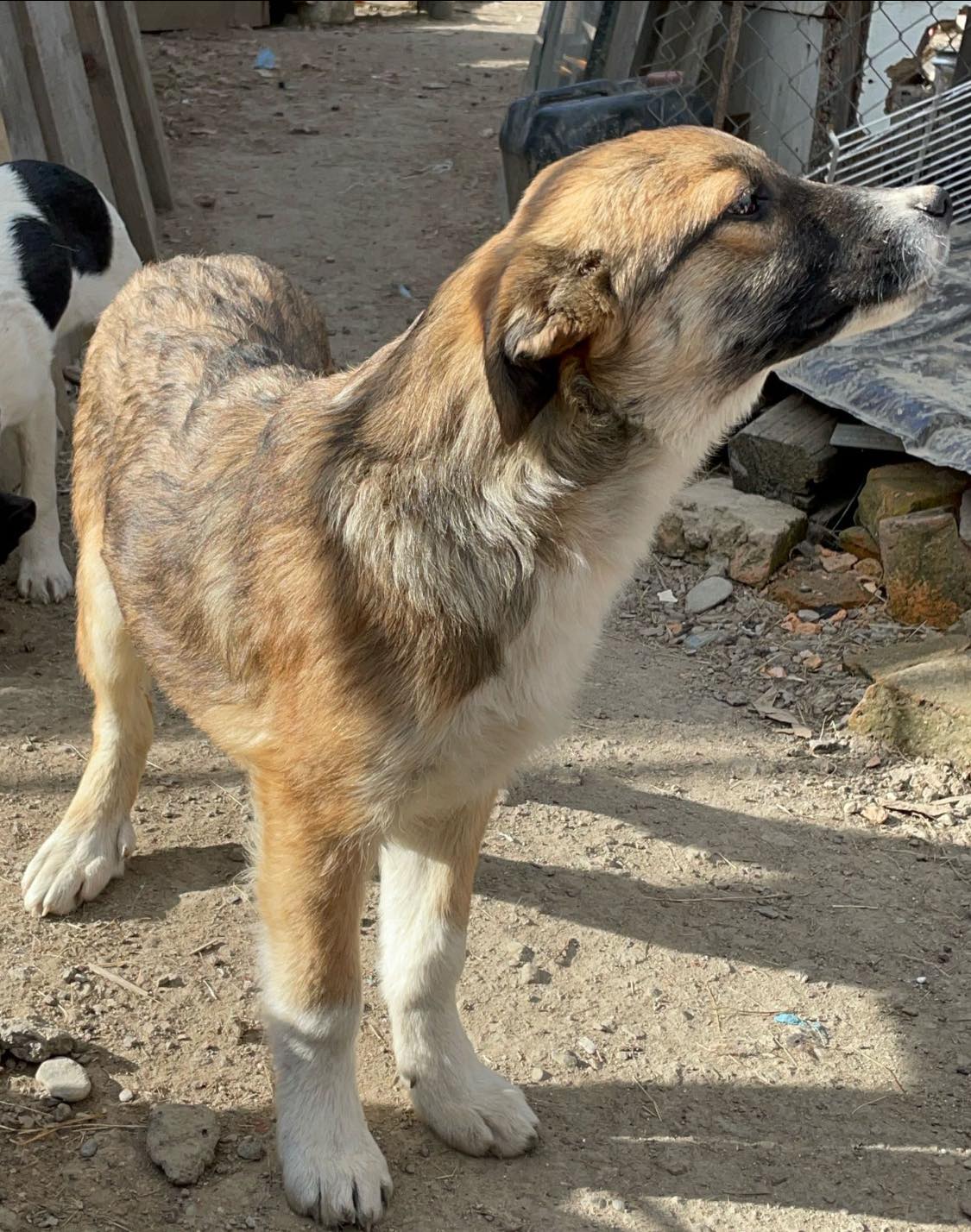 Lieber Bub mit Nickname Flower-Head wurde auf dem Feld geboren – Bild 2