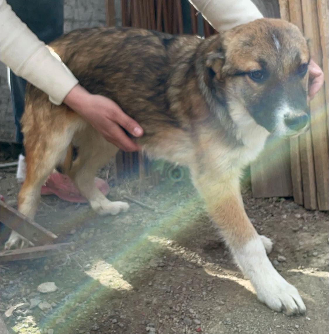 Lieber Bub mit Nickname Flower-Head wurde auf dem Feld geboren – Bild 3