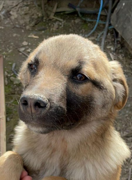 Brown-Foxy auf Feld gefunden sucht seine Familie