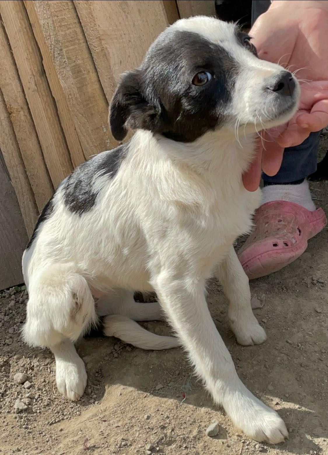 Liebe Spotty-Back – Bild 3