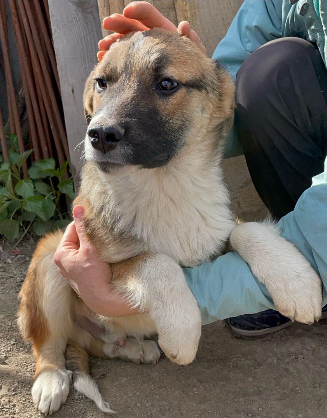 Lieber Bub mit Nickname Flower-Head wurde auf dem Feld geboren – Bild 4