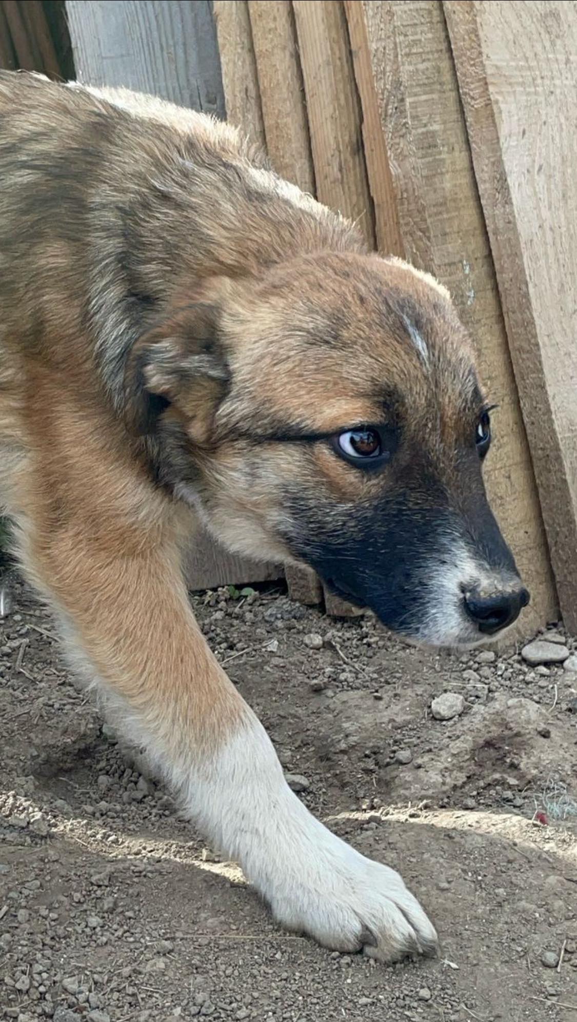 Lieber Bub mit Nickname Flower-Head wurde auf dem Feld geboren – Bild 5