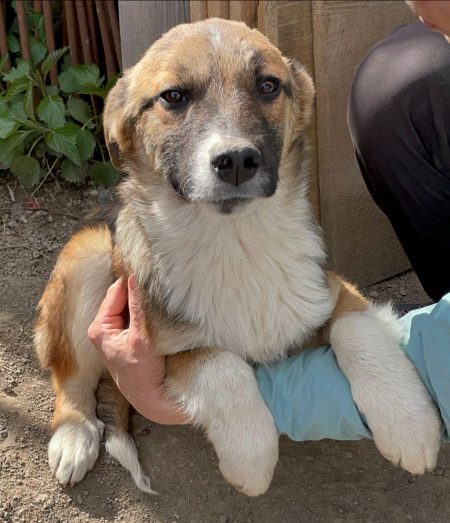 Lieber Bub mit Nickname Flower-Head wurde auf dem Feld geboren