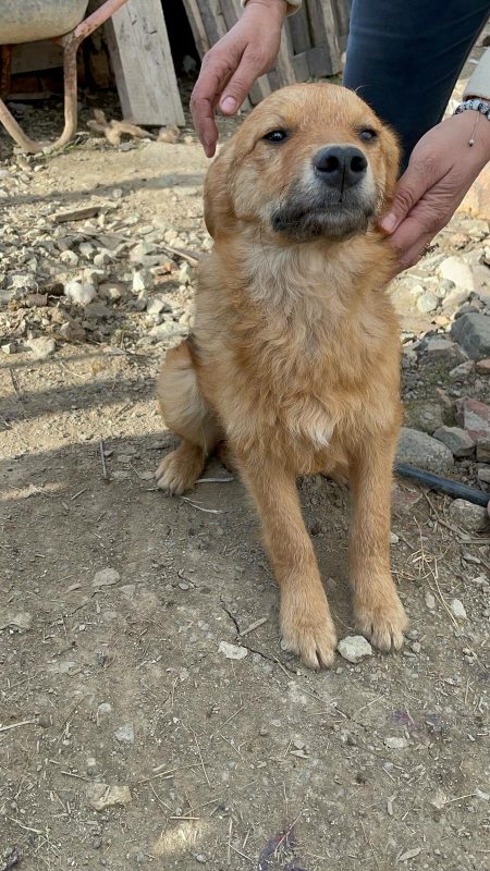 Rüde mit Nickname Orange wurde auf dem Feld geboren