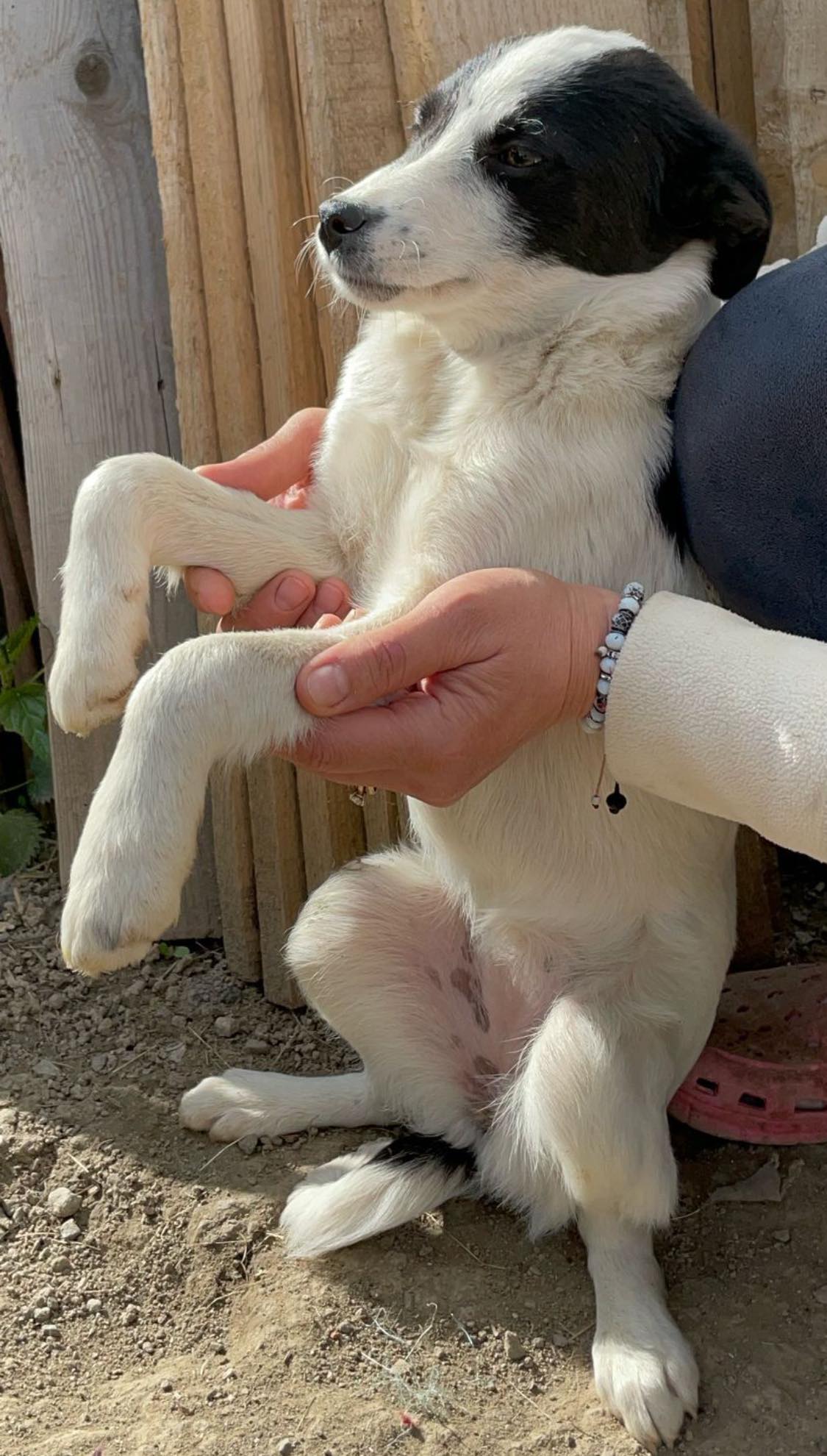 Liebe Spotty-Back – Bild 4