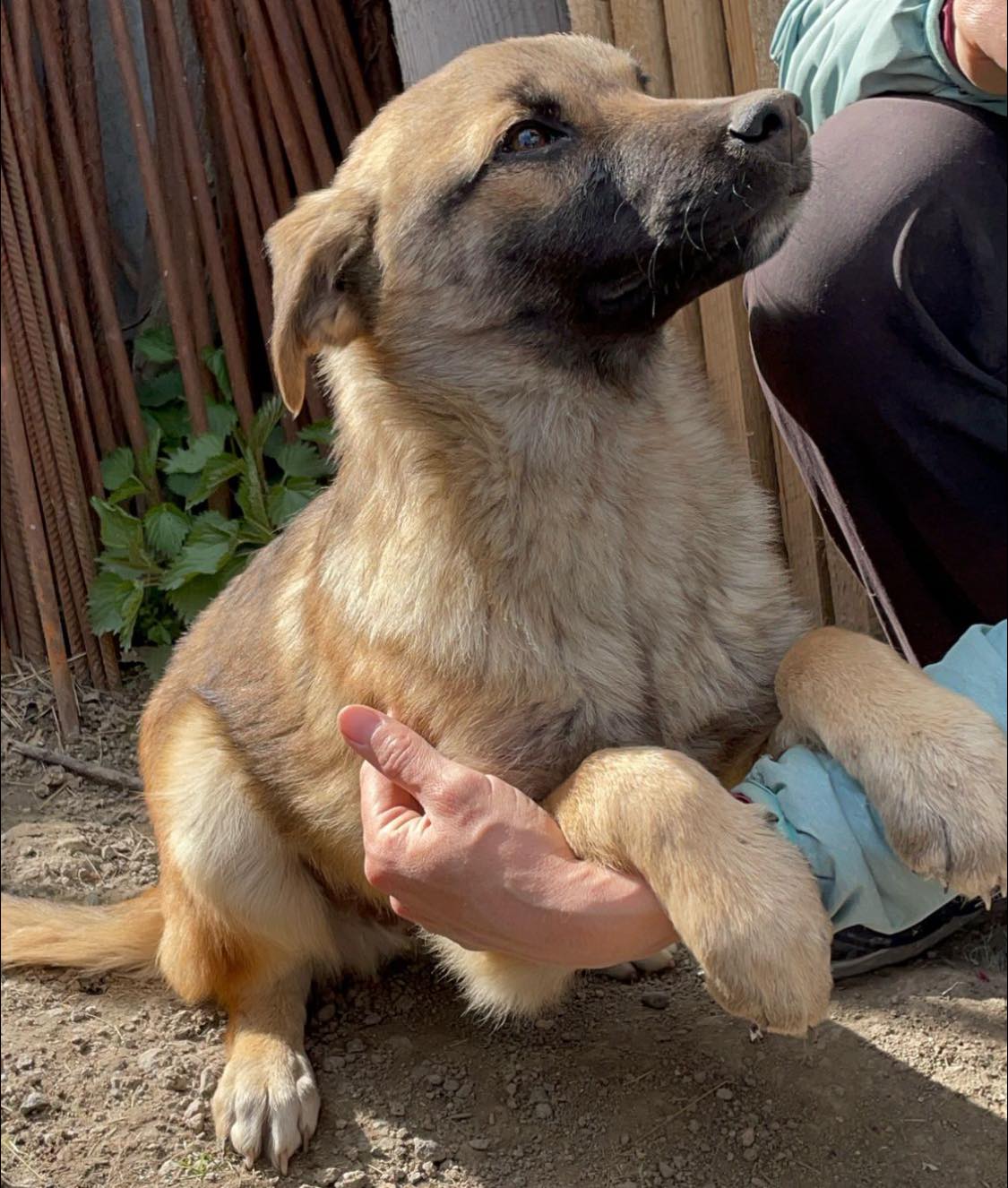 Brown-Foxy auf Feld gefunden sucht seine Familie – Bild 3