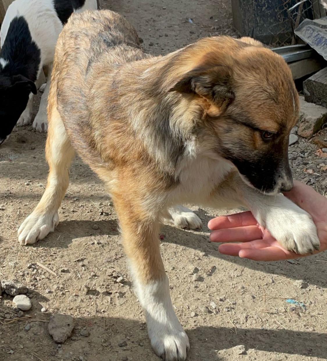 Lieber Bub mit Nickname Flower-Head wurde auf dem Feld geboren – Bild 7