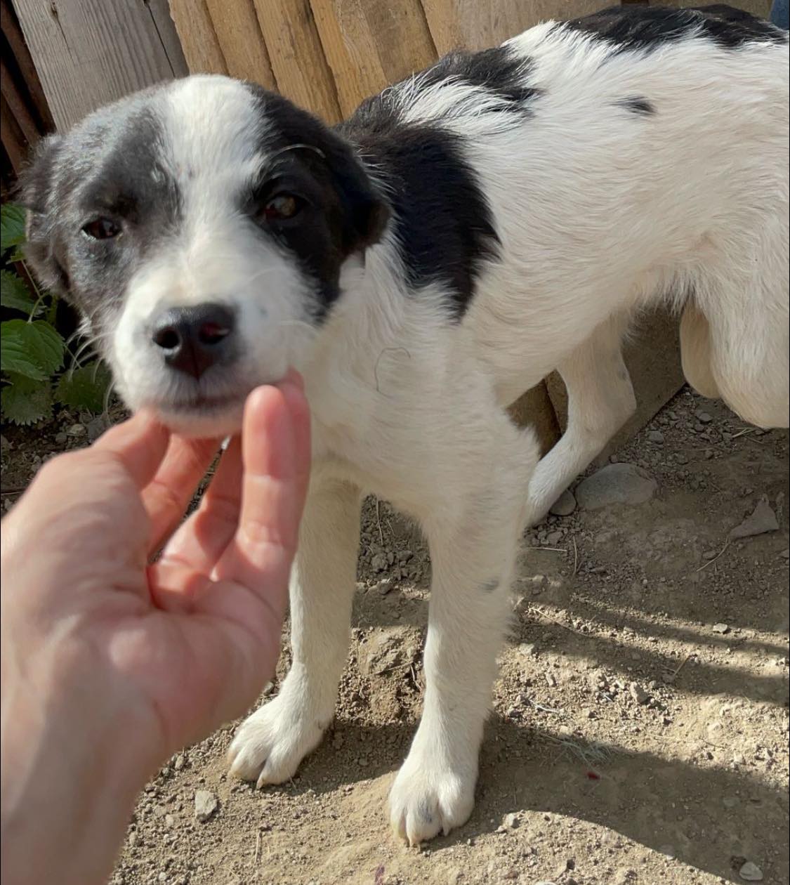 Liebe Spotty-Back – Bild 5