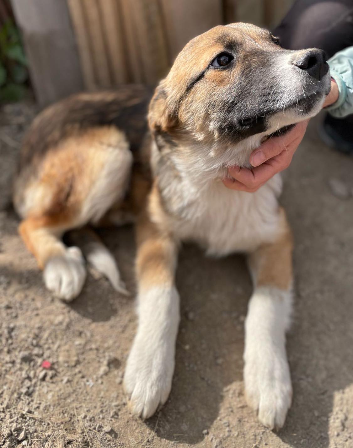 Lieber Bub mit Nickname Flower-Head wurde auf dem Feld geboren – Bild 10