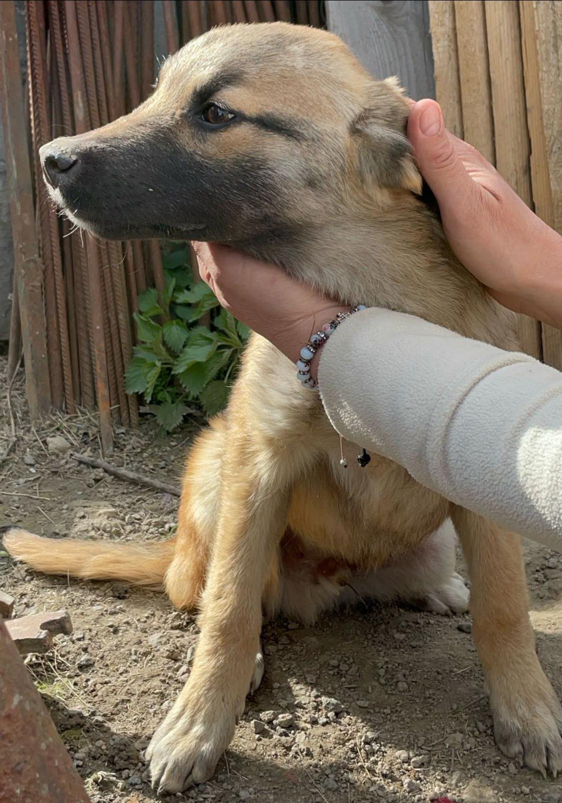 Brown-Foxy auf Feld gefunden sucht seine Familie – Bild 4