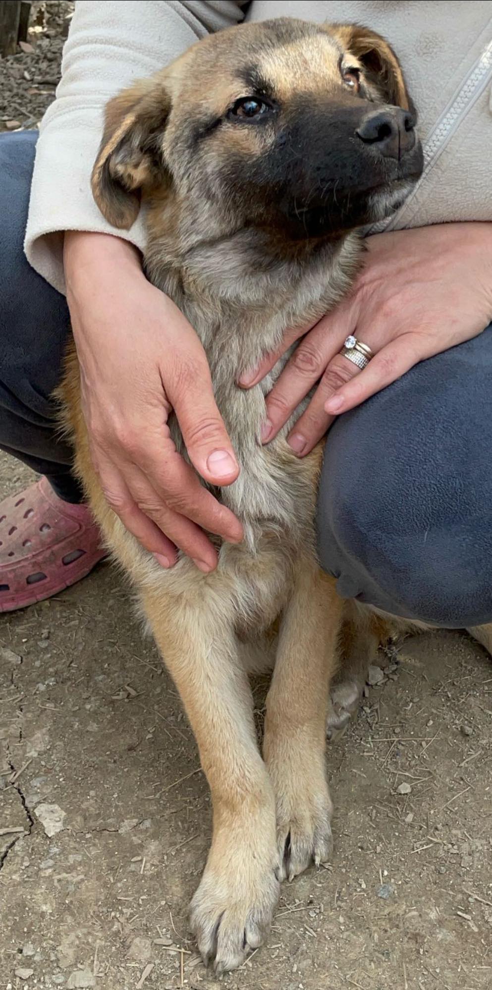 Brown-Foxy auf Feld gefunden sucht seine Familie – Bild 5