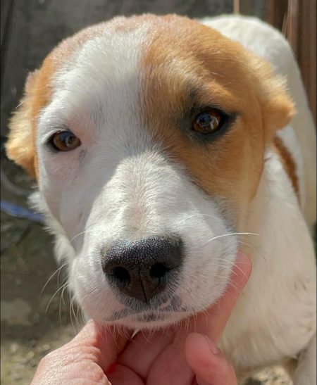 Lieber Pirate-Face mit toller Zeichnung