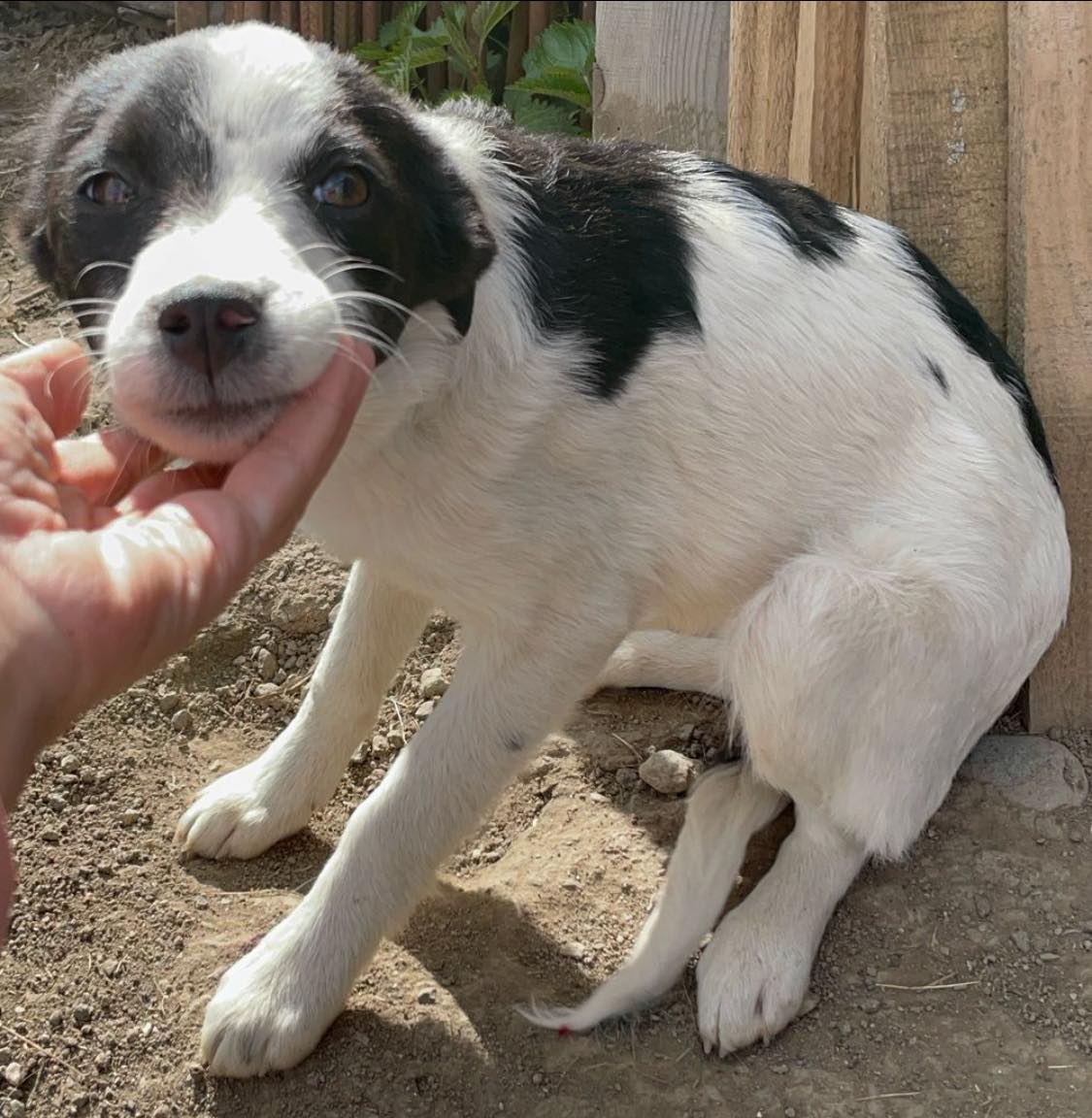 Liebe Spotty-Back – Bild 6