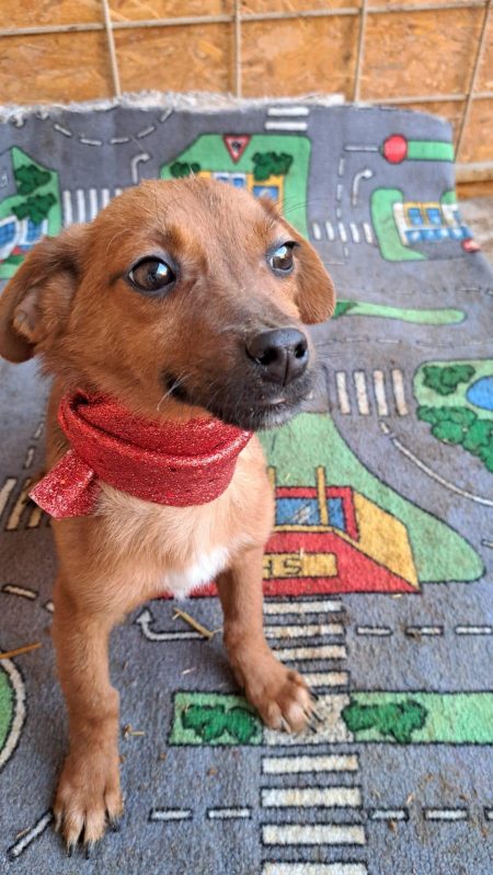 Lita wurde aus der Tötung gerettet