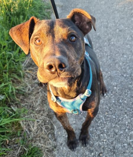 Lieber Billie will einfach nur gefallen