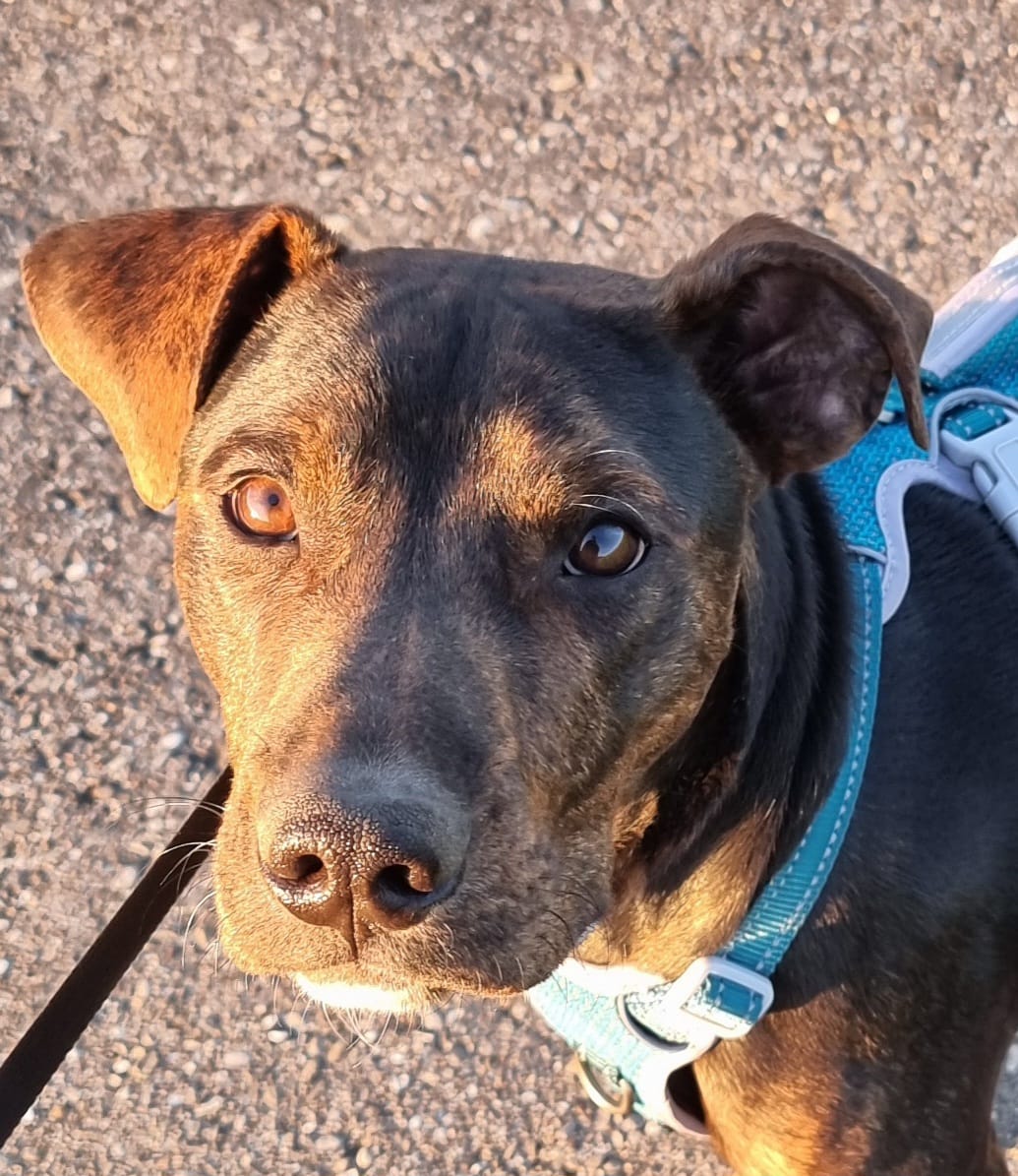 Lieber Billie will einfach nur gefallen – Bild 4