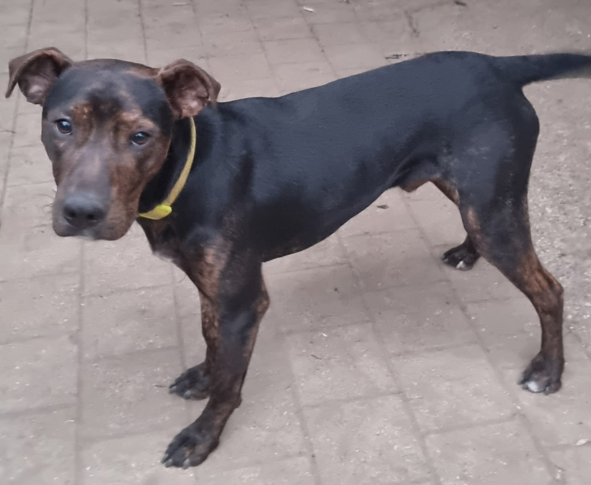 Lieber Billie will einfach nur gefallen – Bild 3