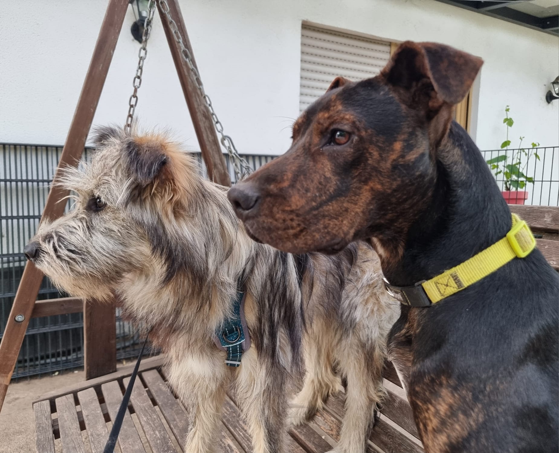 Lieber Billie will einfach nur gefallen – Bild 11