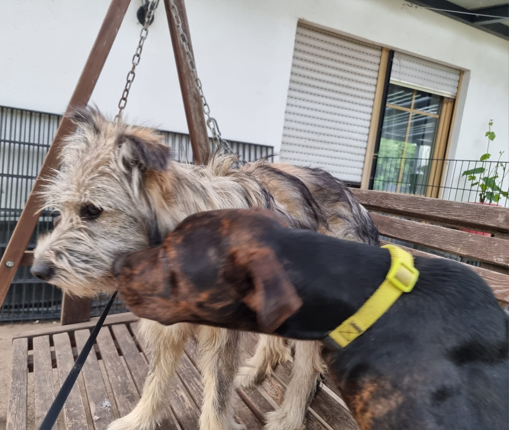 Lieber Billie will einfach nur gefallen – Bild 10