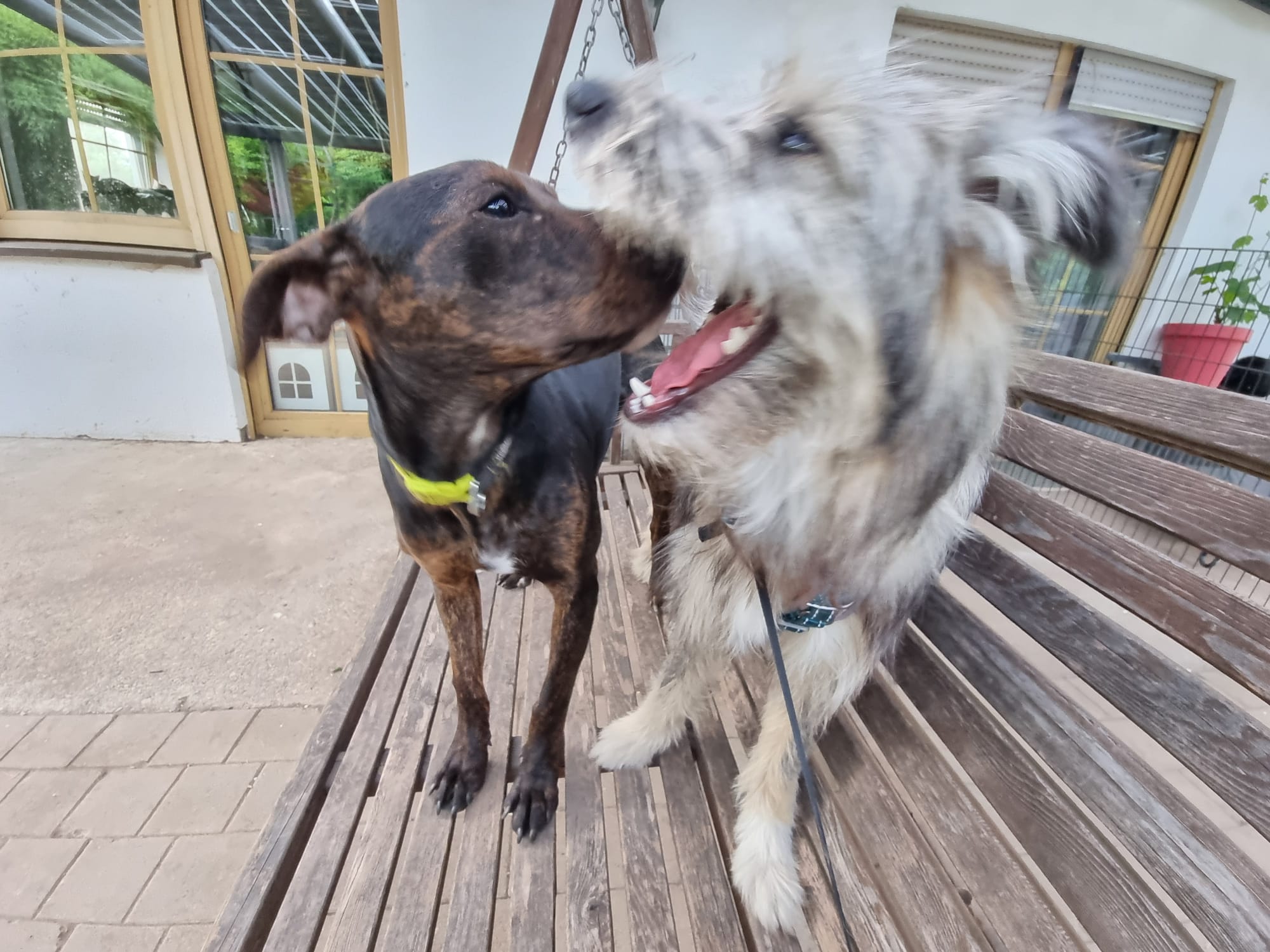 Lieber Billie will einfach nur gefallen – Bild 9