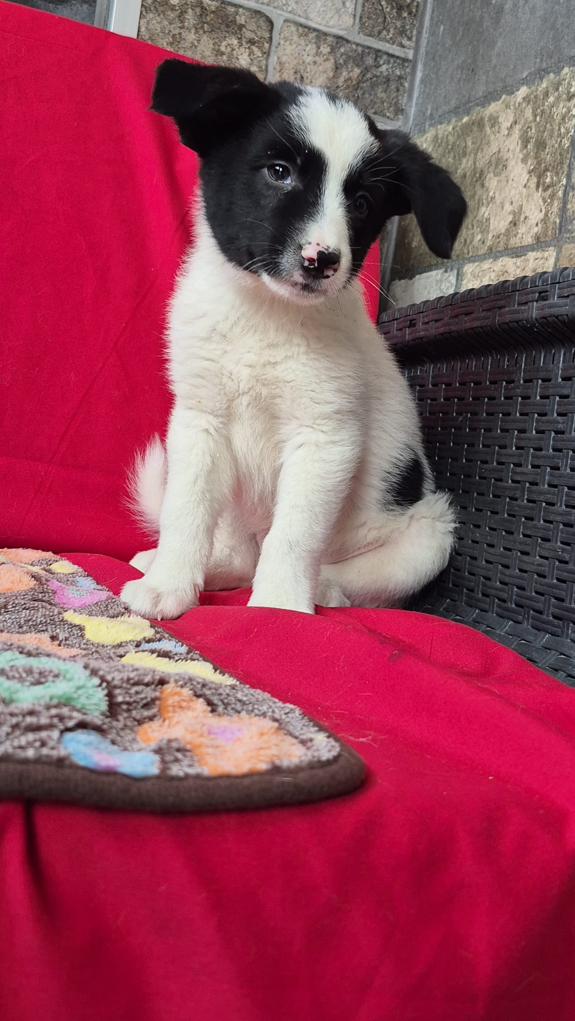 Welpin Polly aus Tötung gerettet – Bild 3