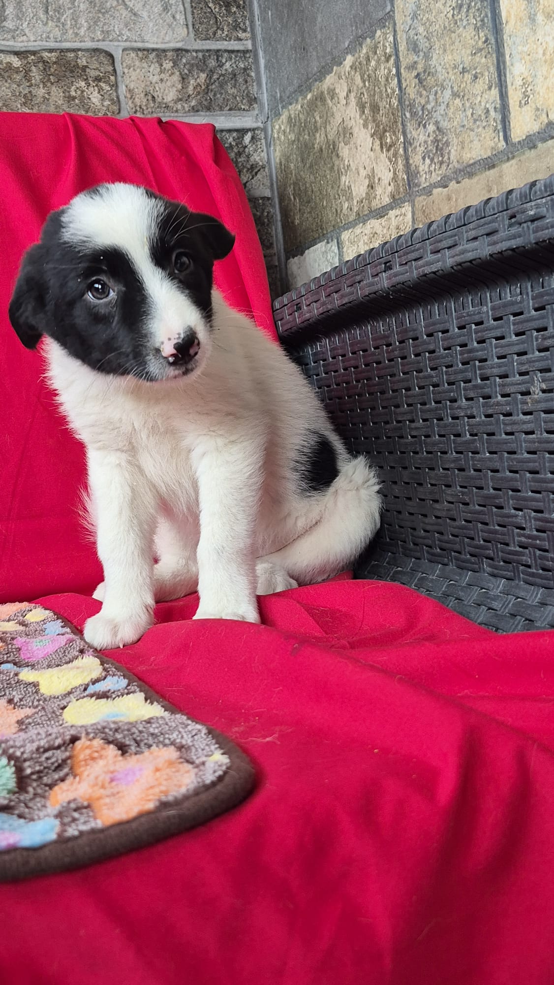 Welpin Polly aus Tötung gerettet – Bild 2