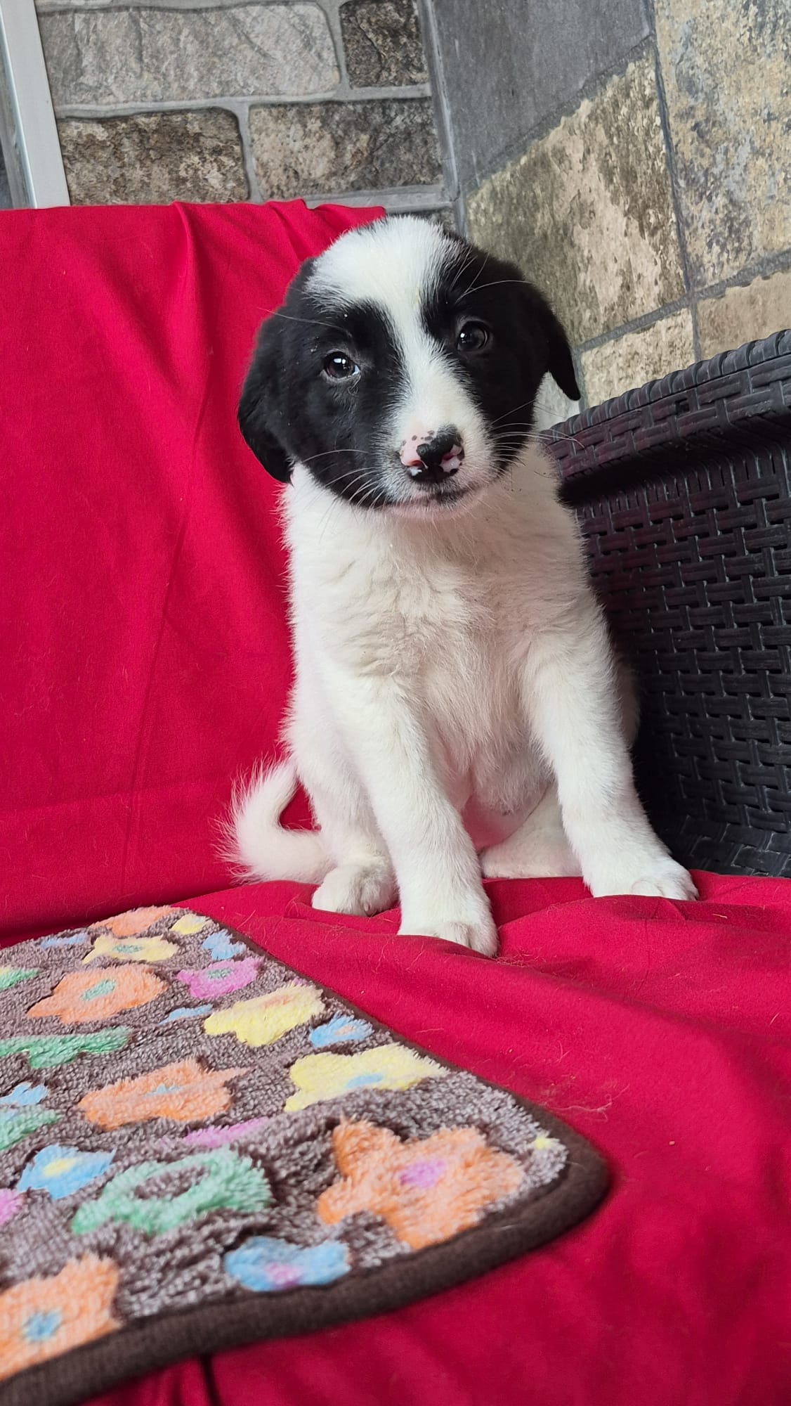 Welpin Polly aus Tötung gerettet – Bild 4