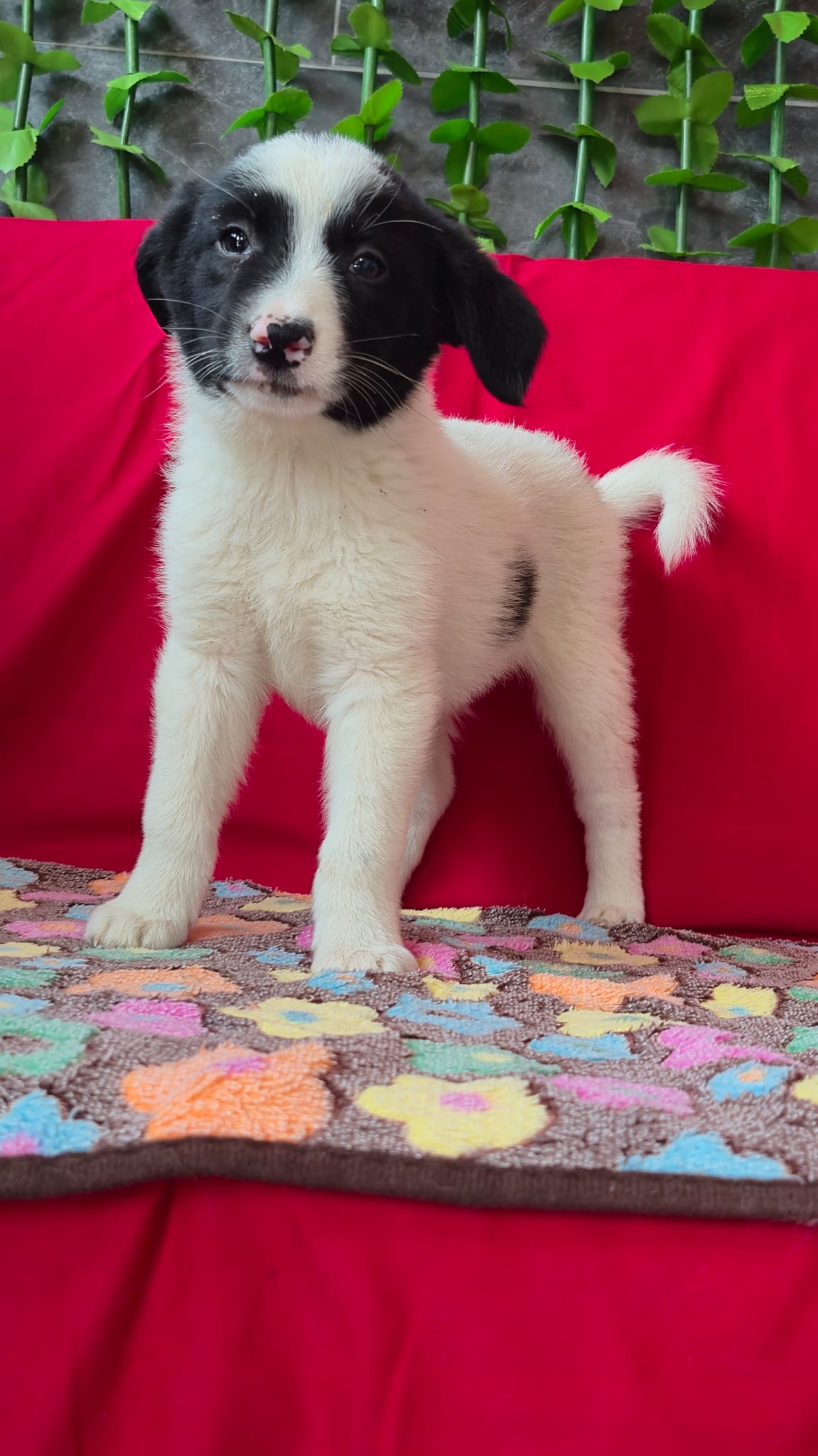 Welpin Polly aus Tötung gerettet – Bild 5