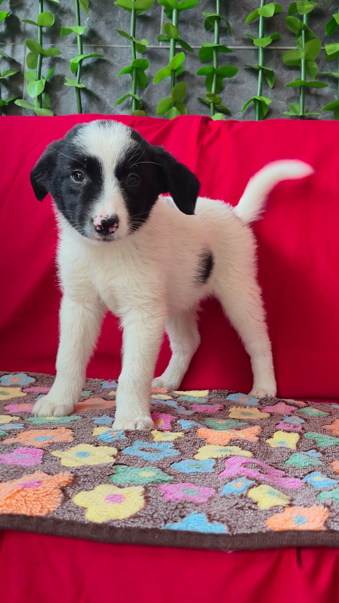 Welpin Polly aus Tötung gerettet