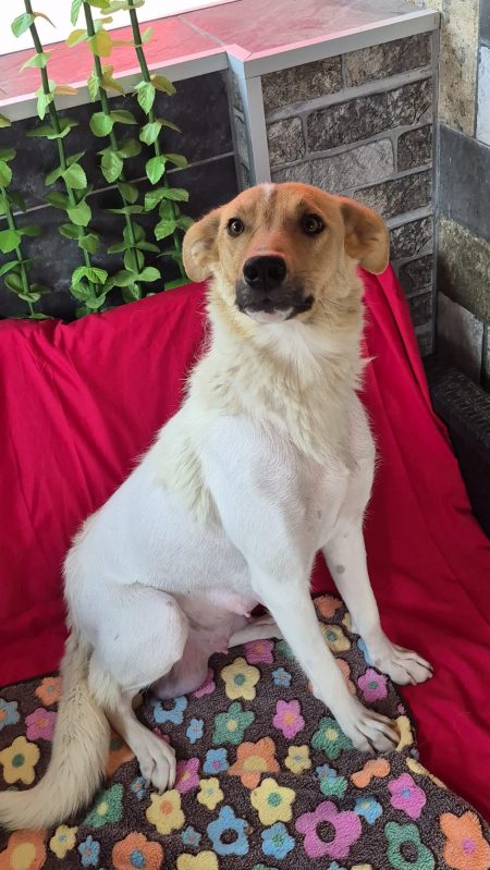 Liebevolle Mama Peaches sucht ihre Menschen