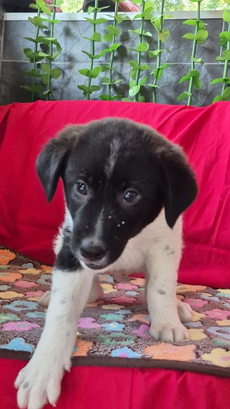 Welpe Percy wurde aus der Tötung gerettet