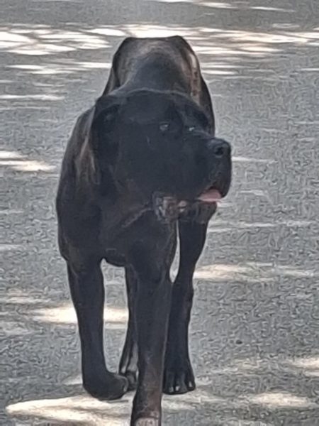 Angeschossene 7 jährige Cane Corso Hündin sucht ihre/n Menschen