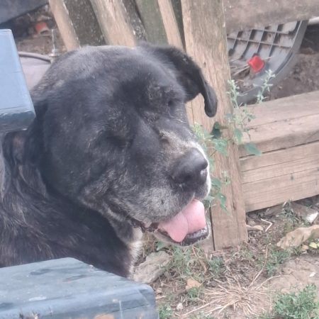 NOTFALL Cane Corso Hündin Cara braucht ein Zuhause