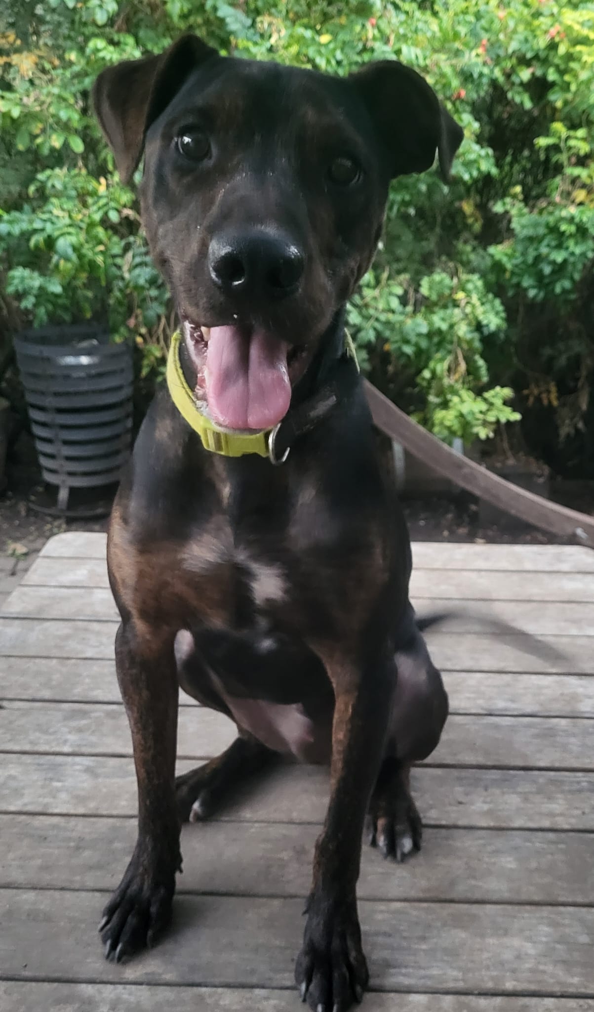 Lieber Billie will einfach nur gefallen – Bild 2