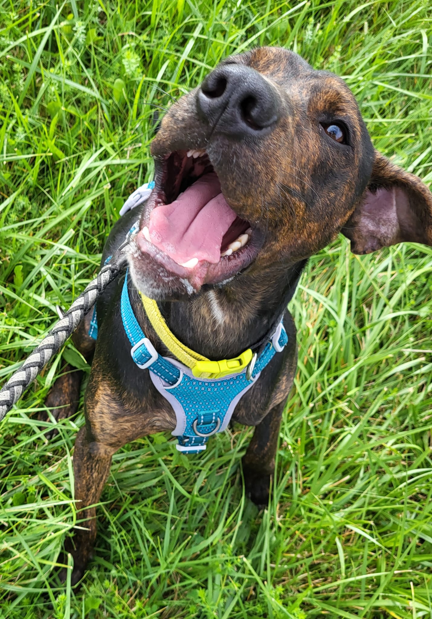 Lieber Billie will einfach nur gefallen – Bild 6