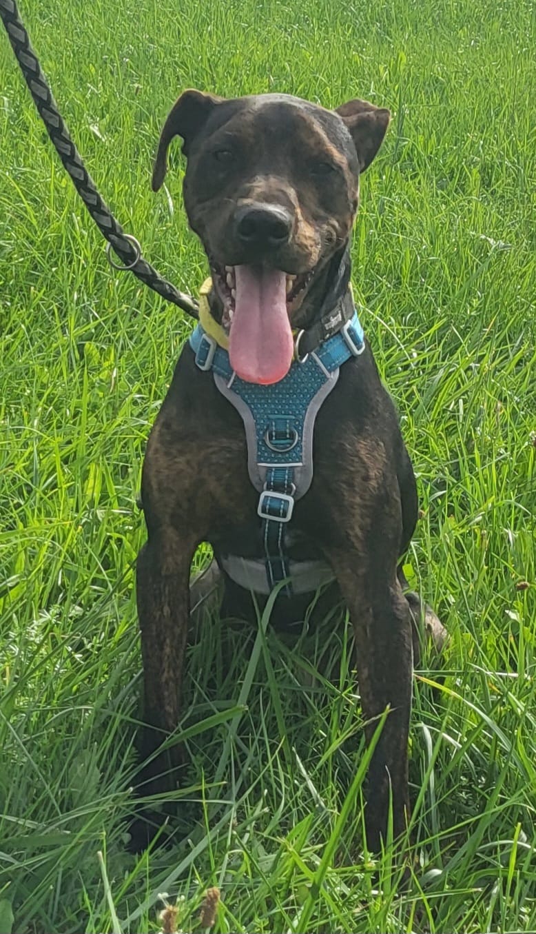 Lieber Billie will einfach nur gefallen – Bild 5